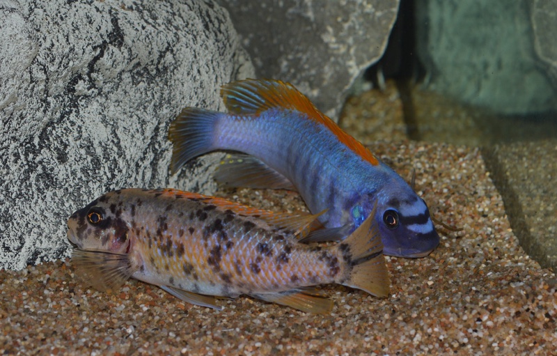 Labeotropheus trewavasae 'Zimbawe Rock'